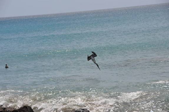 Mergulhão em busca do seu almoço! (em Nevis - Caribe)
